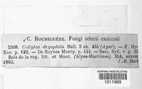 Gymnopus dryophilus image